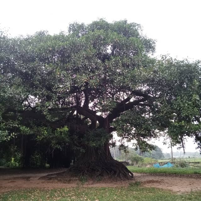 ইয়ারপুর বটগাছতলা - Image 1