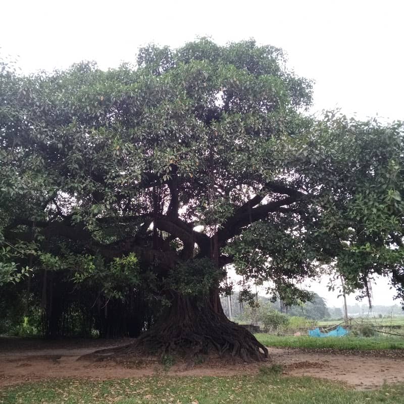 ইয়ারপুর বটগাছতলা - Image 1