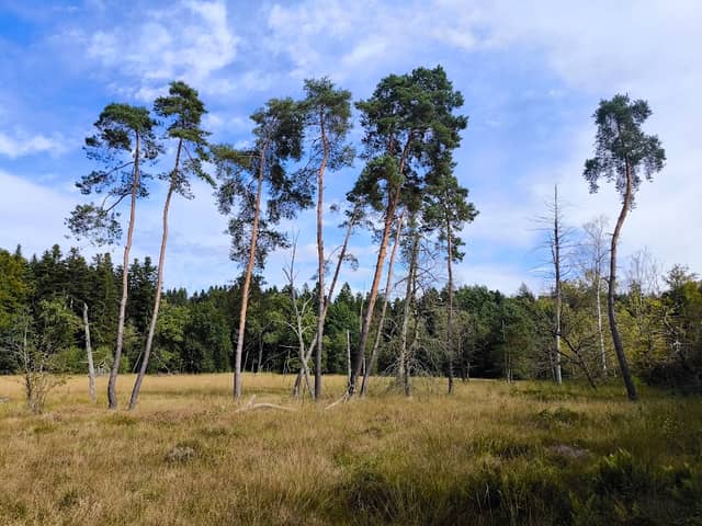 Büsselimoos - Image 1