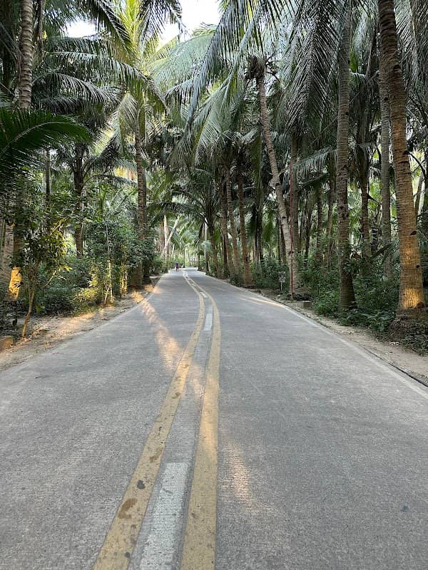 Coconut Road - Image 1