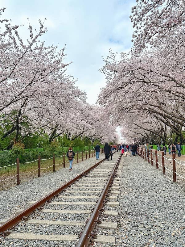 경화역 벚꽃길 - Image 1