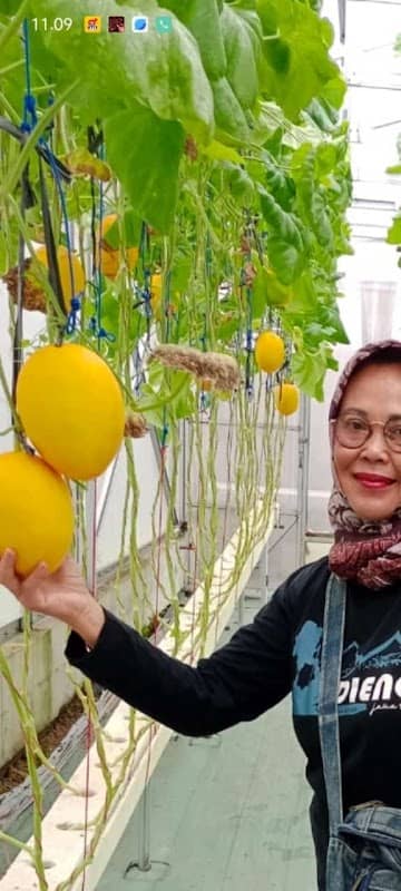 PituSanga farm greenhouse - Image 2