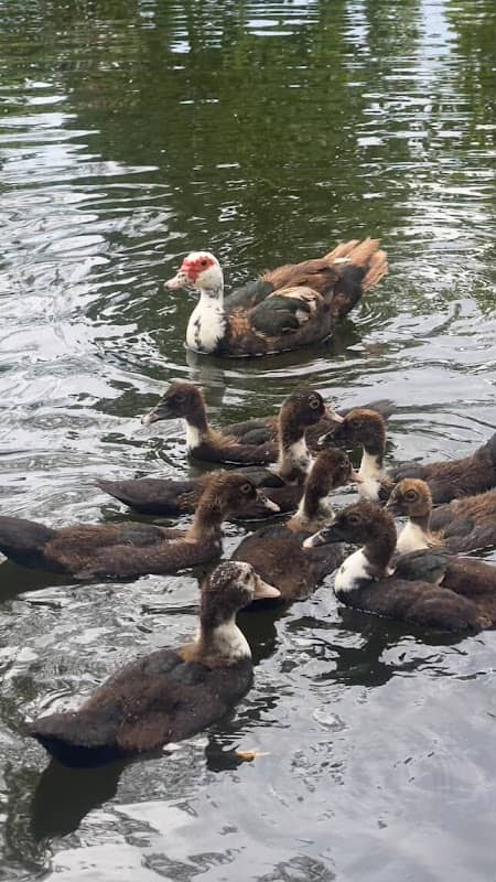 Duck Park - Image 1