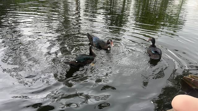 Duck Park - Image 2