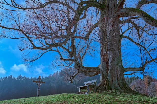 Old Linden Tree Dandlberg - Image 1