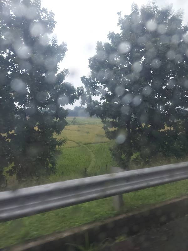 Sawah dan kebun - Image 1