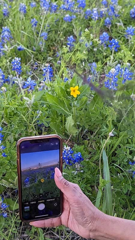 Bluebonnet Field - Image 2