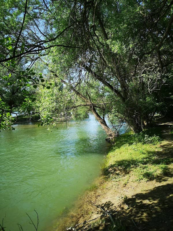 Auwald im Naturschutzgebiet - Image 1