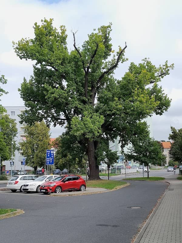Památný strom dub v Klatovech - Image 1