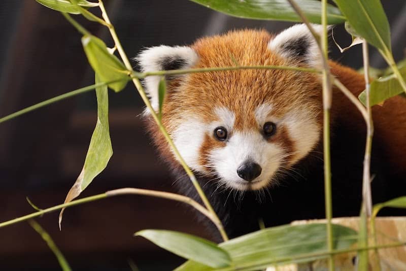 Zoo Kleve - Image 1