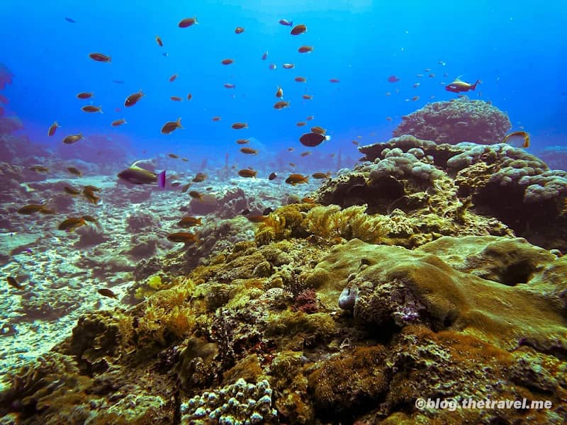 Crystal Bay Dive Site - Image 1