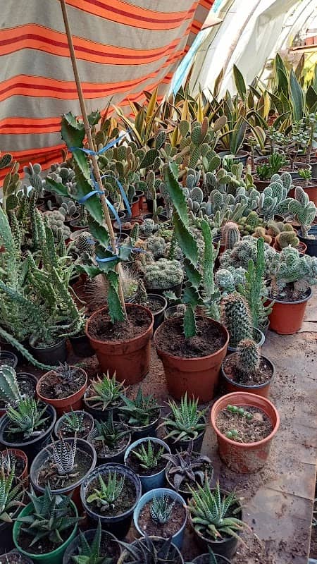 Alameh Garden - Image 2