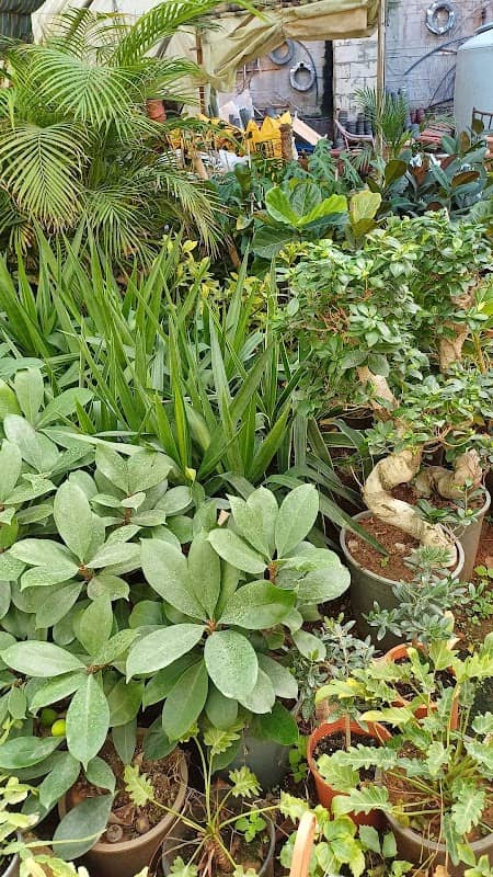 Alameh Garden - Image 1