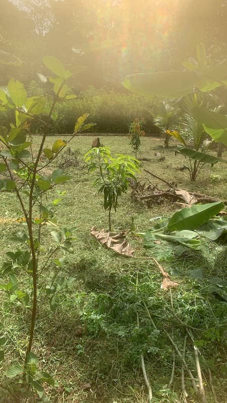Millagala - Image 1