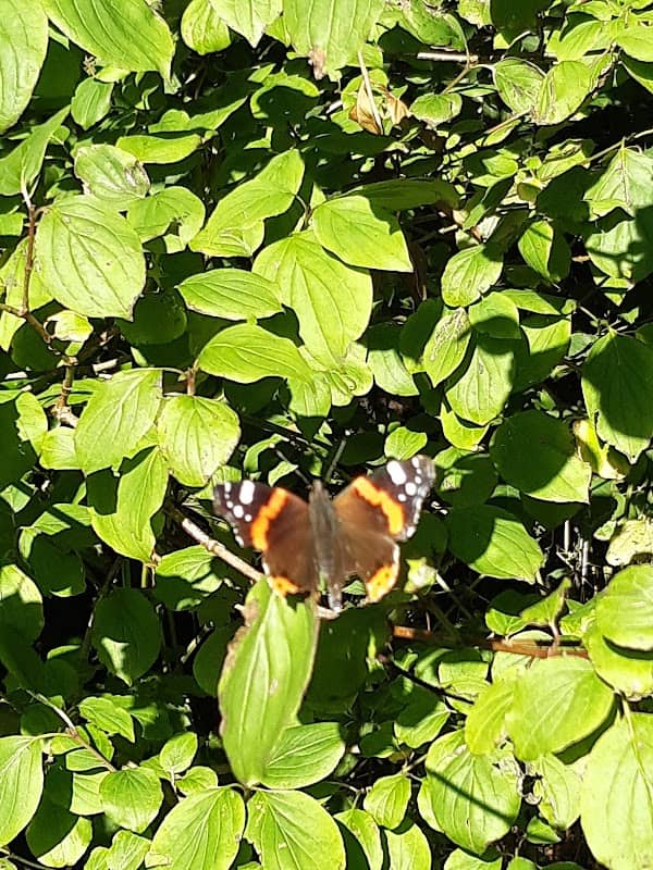 Mangravet Woods - Image 2
