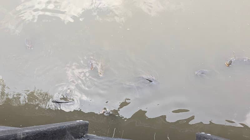 Uitkijk oostvaardersplassen - Image 3