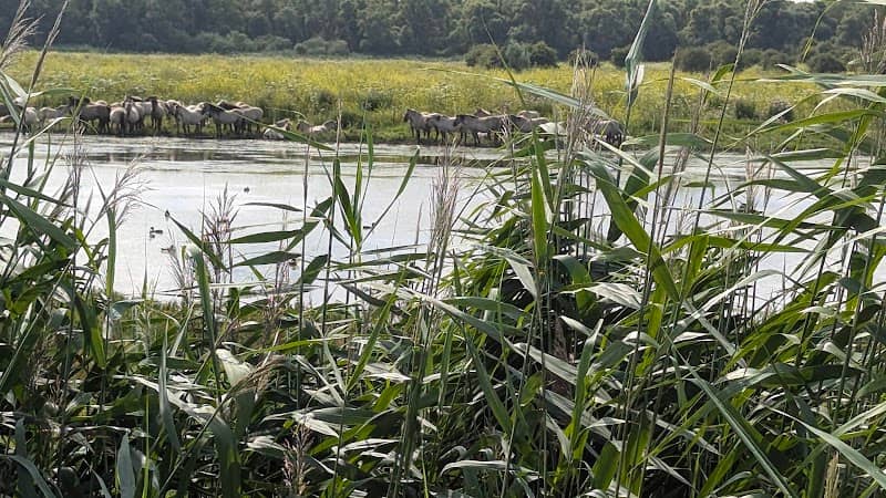 Uitkijk oostvaardersplassen - Image 2