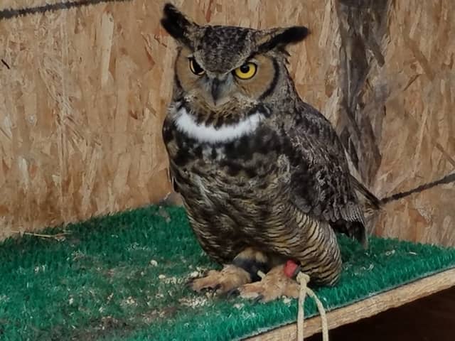 Blue Mountain Wildlife - Image 1