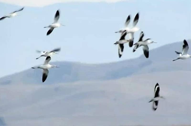 Birding at Eden Landing Ecological Reserve - Image 2