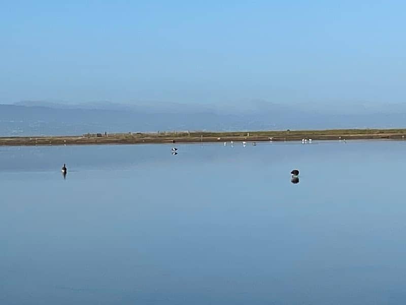 Birding at Eden Landing Ecological Reserve - Image 3