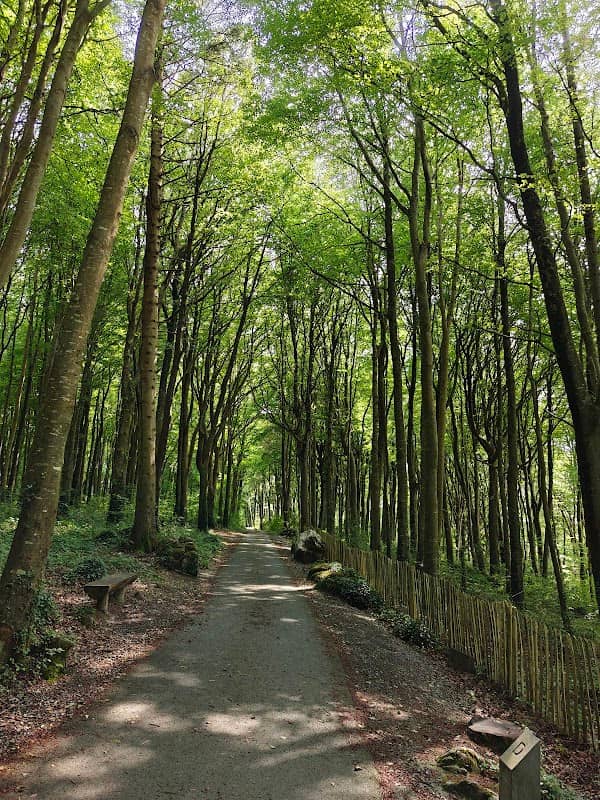 Coole Park Nature Reserve - Image 2