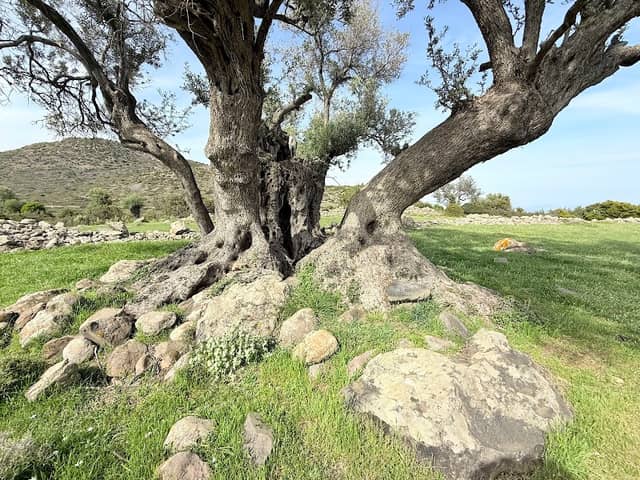 Ancient Olive Grove (Eleonas) - Image 1