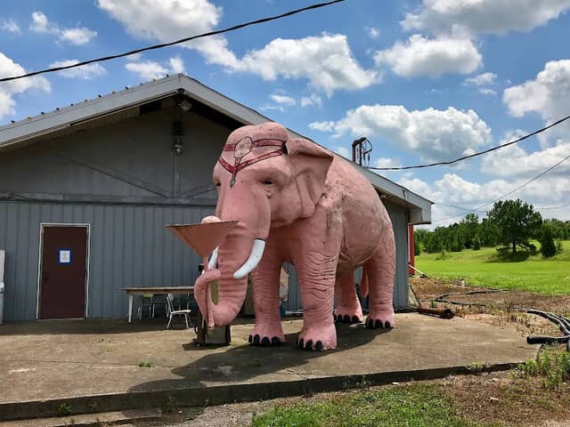 Pink Elephant Holding Martini Glass - Image 1