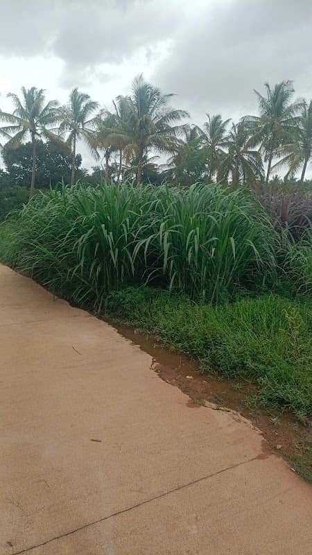 Eucalyptus Garden - Image 1