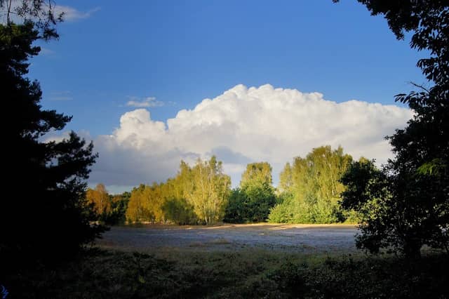 Steller Heide - Image 1