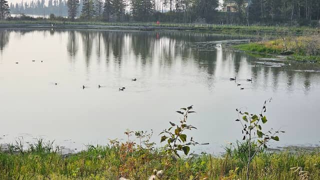 Ducks Pond - Image 1