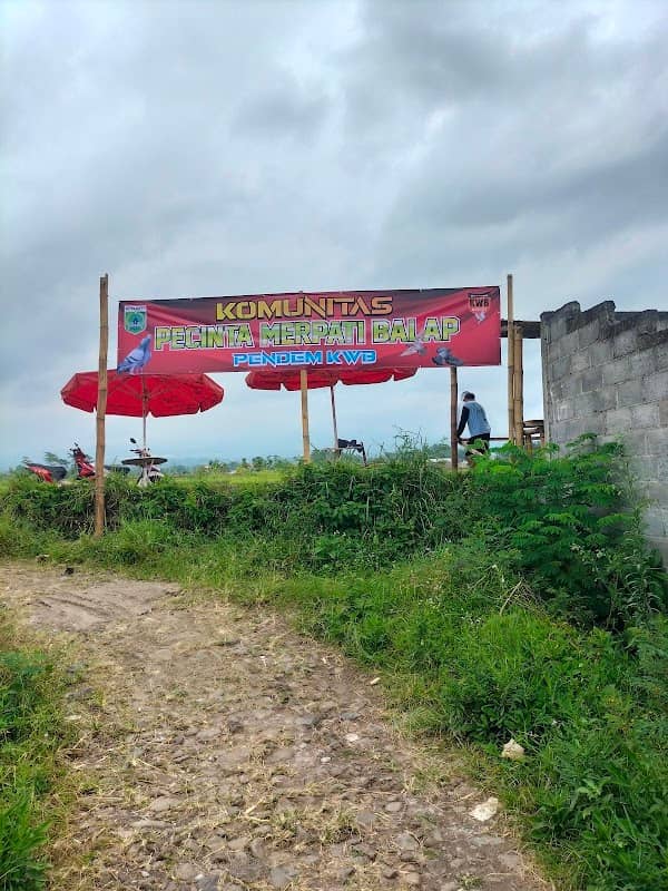 Balap merpati pendem - Image 1
