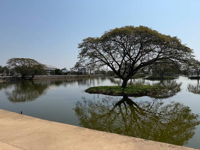 ต้นฉำฉากลางน้ำ - Image 1