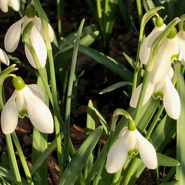 Garden Art and Poetry - Image 1