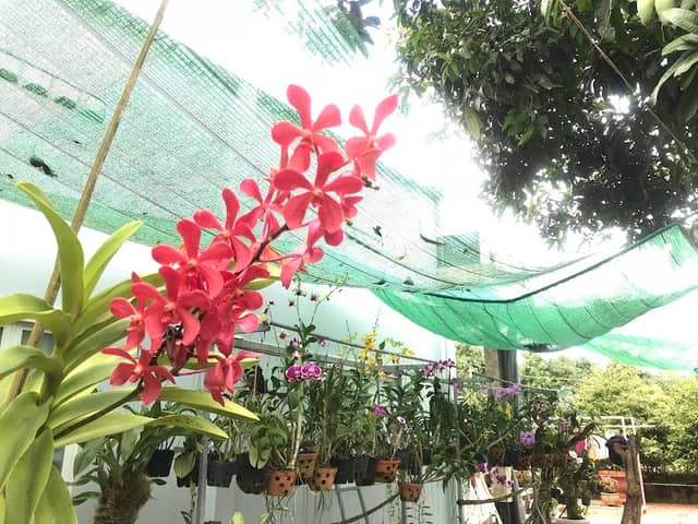 Út Tiên House - Image 1