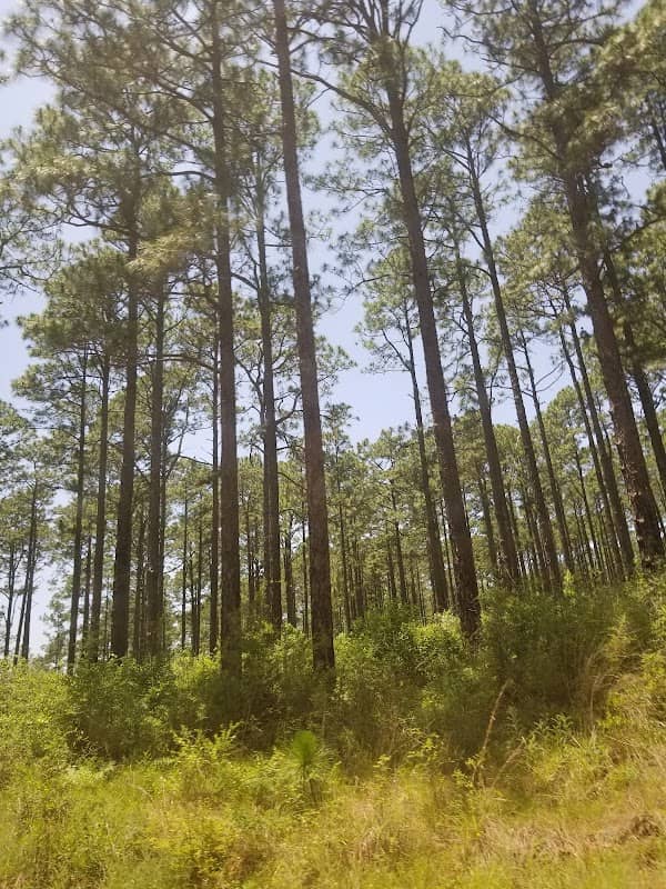 Longleaf Trail Scenic Byway - Image 2