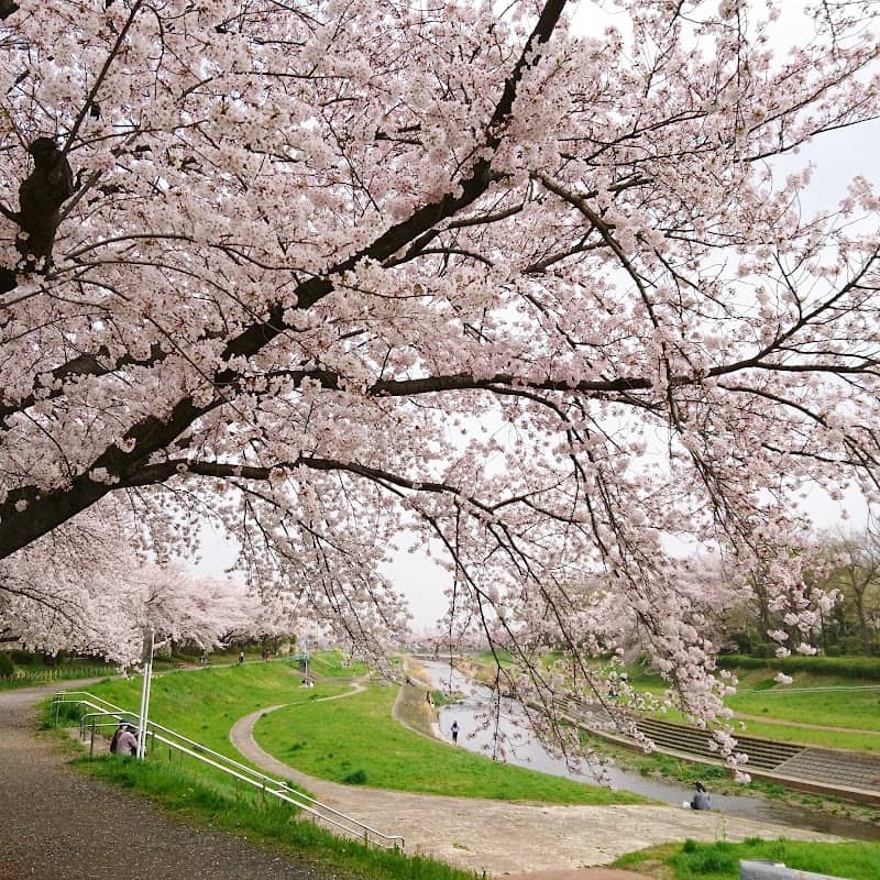 Koaze Waterfowl's Hometown Park - Image 1