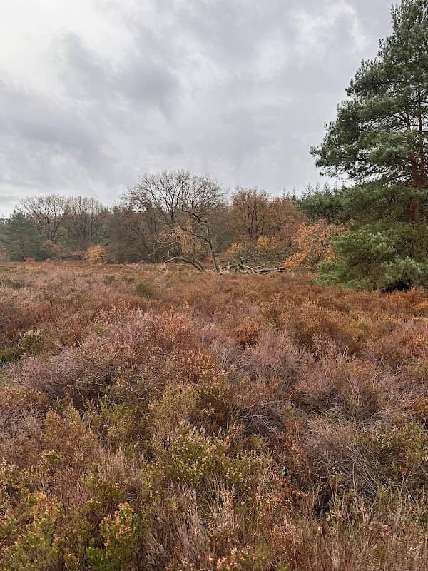 Nature pond - Image 2