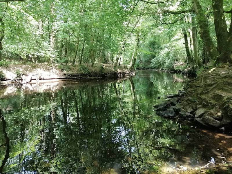 National Trust - Plymbridge Woods - Image 3