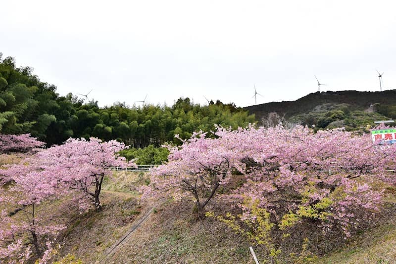 でんでんころの桜 - Image 1
