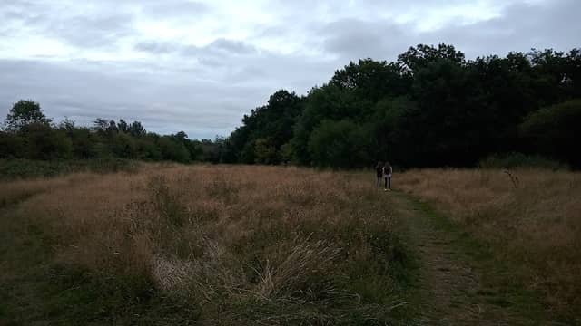 King's Wood - Image 2
