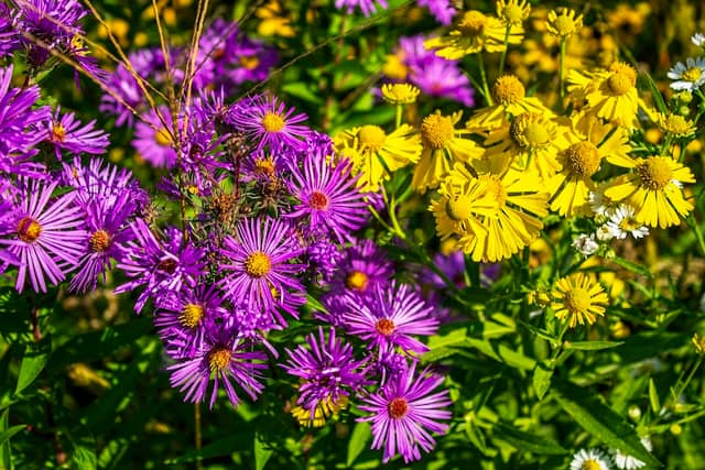 Native plants restoration area Lion Park Buffalo Grove - Image 1