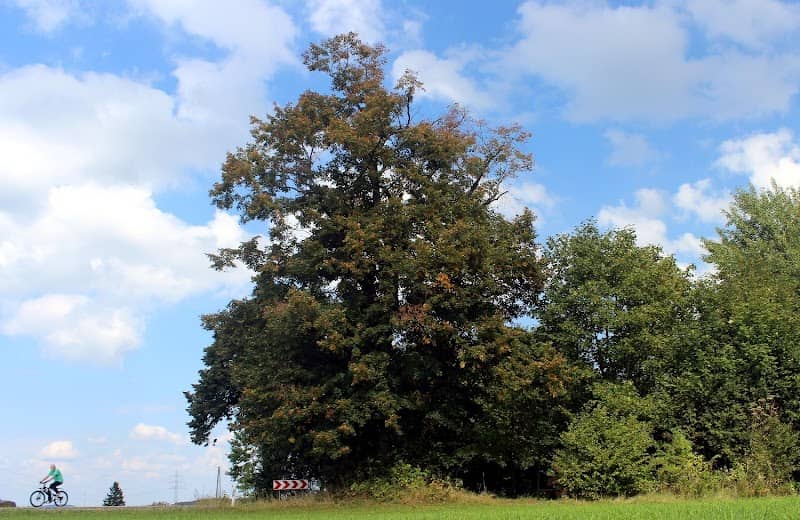 Friedewälder Bäumchen - Image 1