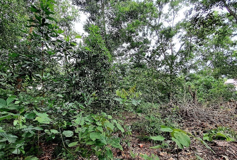 Vengode Pachathuruth - Image 1