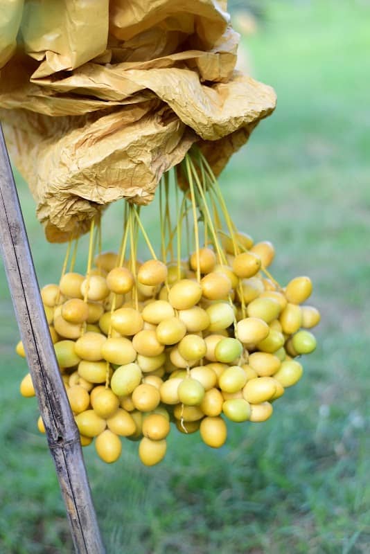 Poduldate Date Palm Farm, Khao Luang Palm - Image 1