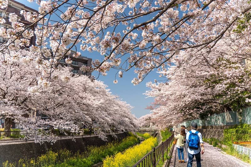 志井川さくらまつり - Image 1