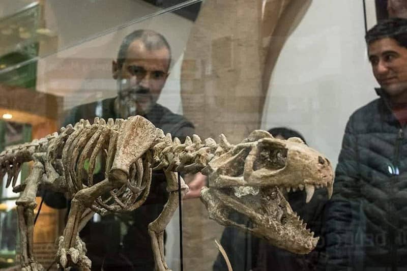 Museo de Ciencias Naturales de Senillosa "Prof. Elizabeth Arocena" - Image 1