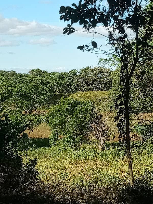 Simba’s Kigdom - Image 1