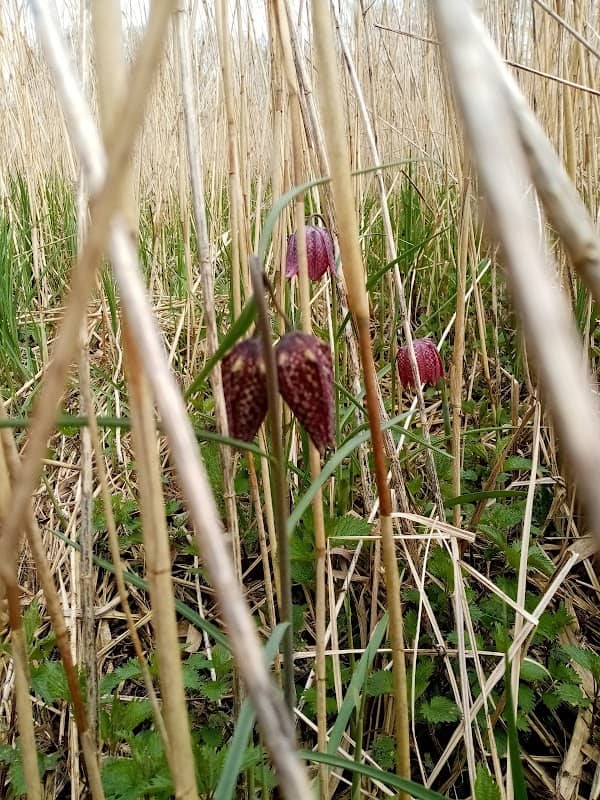 Schachbrettblumenwiese Ipse - Image 1