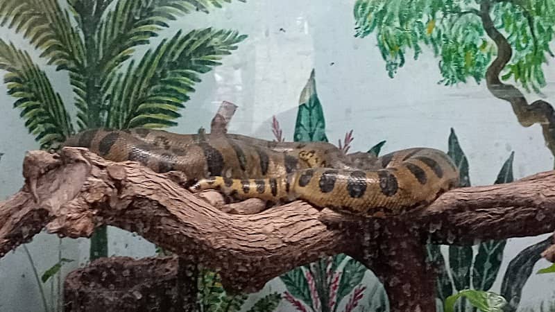 Anaconda - Image 2