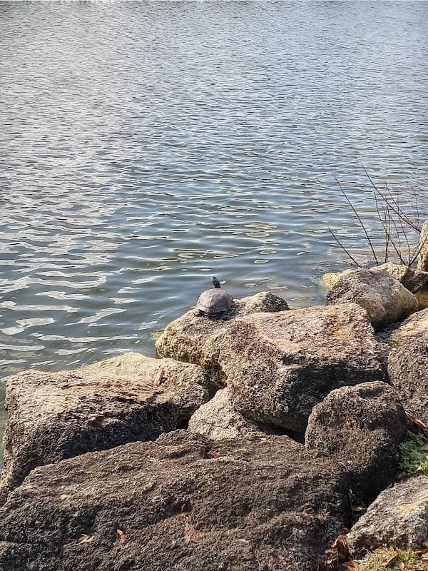 Turtle Pond - Image 2